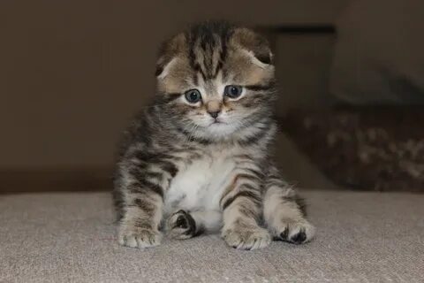 Кошки череповец