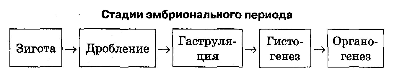 3 этапа онтогенеза. Схема онтогенез организмов. Периоды онтогенеза схема. Этапы онтогенеза схема. Периоды онтогенеза таблица.