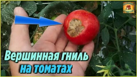 Как лечить вершинную гниль