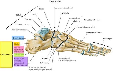 Fractura pedis transversa