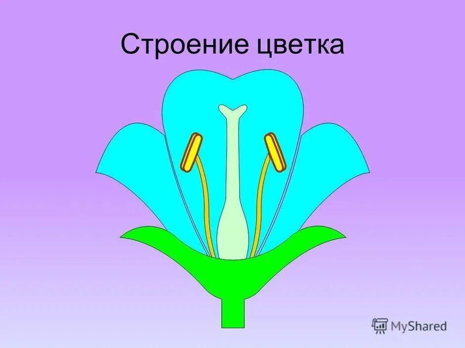 Строение цветка. Женские и мужские части цветка. Пестик женская часть цветка. Мужская часть цветка. Строение цветка рисунок.