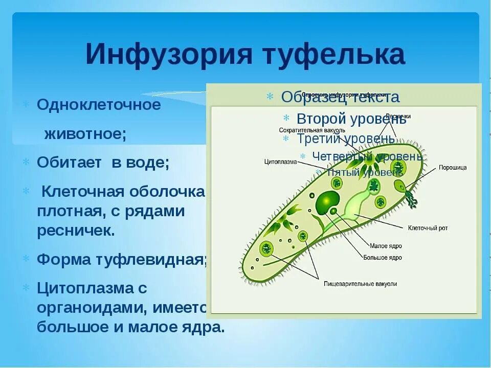 Инфузория туфелька какой органоид. Клеточная стенка инфузории. Инфузория туфелька клеточная оболочка. Органеллы питания инфузории туфельки. Инфузория туфелька хроматофоры.