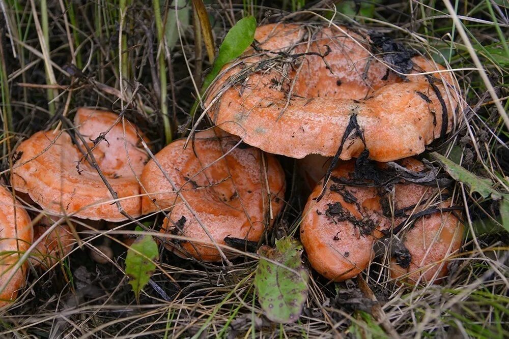 Рыжики грибы. Рыжики грибы Царский гриб. Королевский Рыжик гриб. Рыжики боровые и еловые. Собираем грибы рыжики