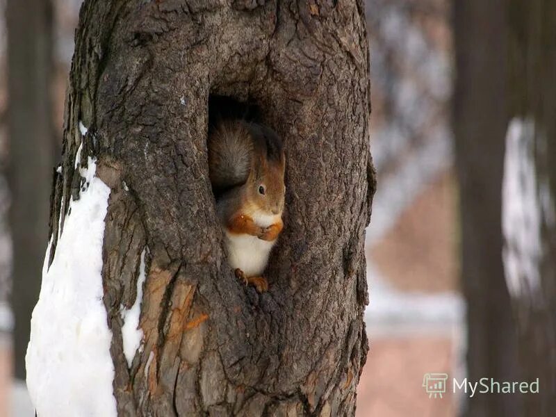 белочка зимой в дупле. беличья нора парк. дупло белки зимой. белочка зимой в дупле. белочка в дупле.