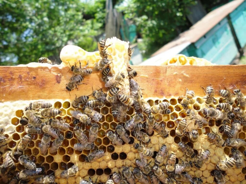 Купить семью пчел. Пчелы Рой выводок. Улей для пчел. Пчелы в улье. Пчелы пасека.