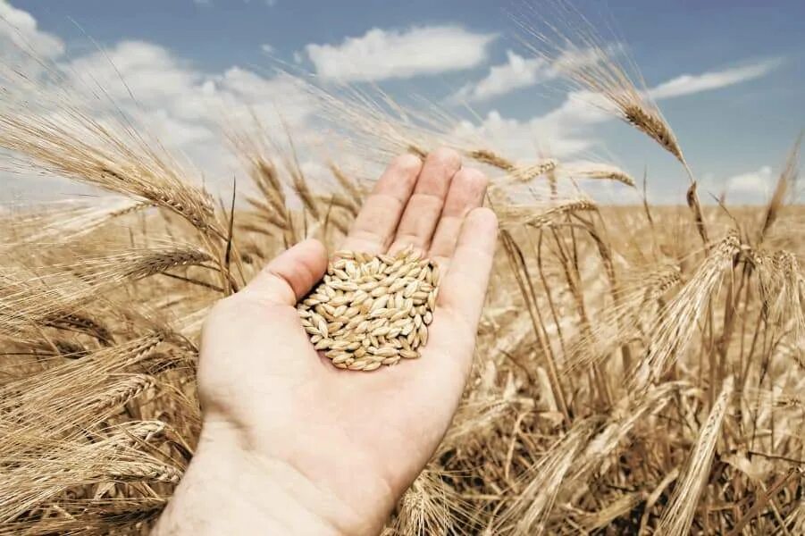 Девушка ежевика. Горсть лета. Горсть витаминов. Горсть лета. Горстка зерна.