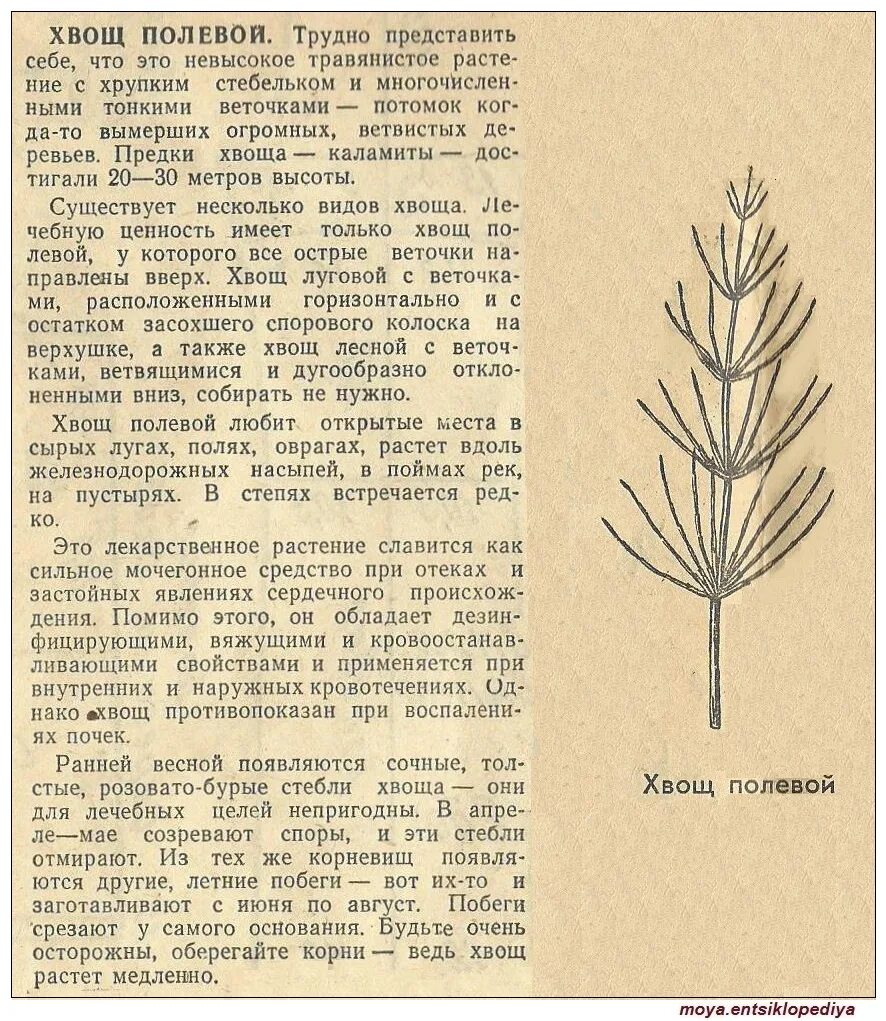чем полезен хвощ полевой. хвощ полевой лекарственное растение. хвощ полевой лекарственное растение. применение хвощей. хвощ полевой и лесной.