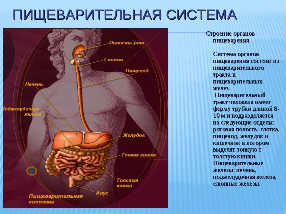 Фото строения человека 4 класс