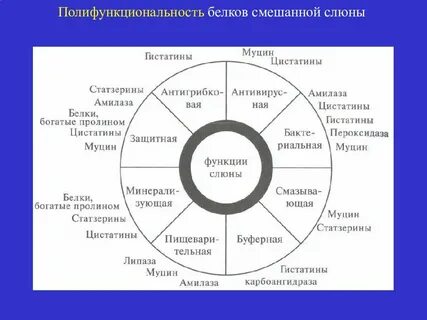 Примеры полифункциональных белков
