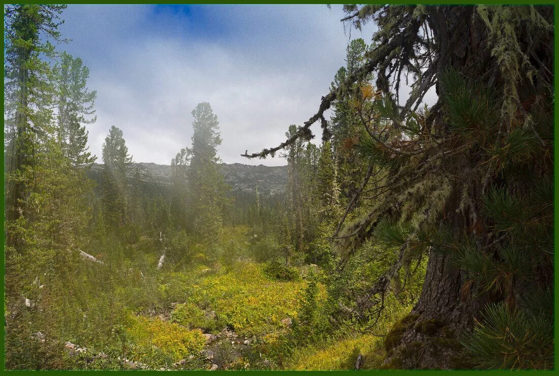 тайка красноярского края. тайга сибири красноярск. хакасия тайга сибирь. тайга красноярск. средняя тайга красноярского края.