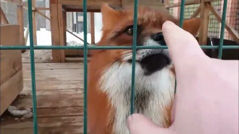 Алиса лис видео