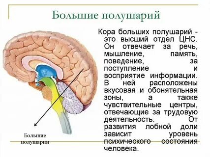 Большие полушария переднего мозга строение и функции