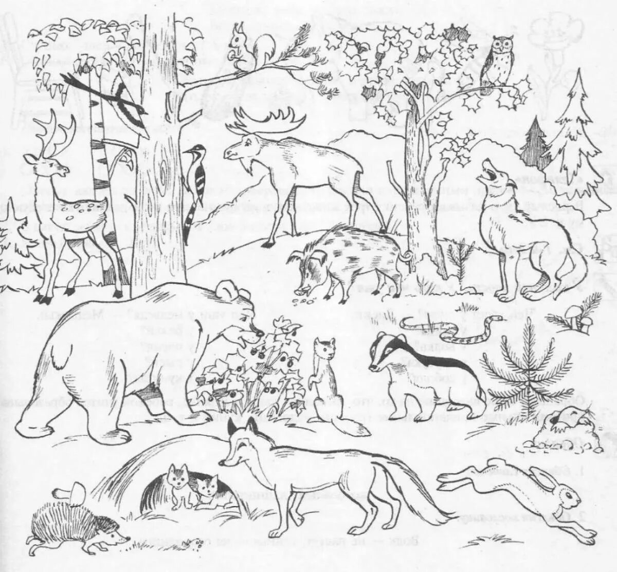 Раскраска окружающий мир 1 класс. Раскраска Лесные животные. Раскраска животные леса. Дикие животные задания для дошкольников. Раскраска "Дикие животные".