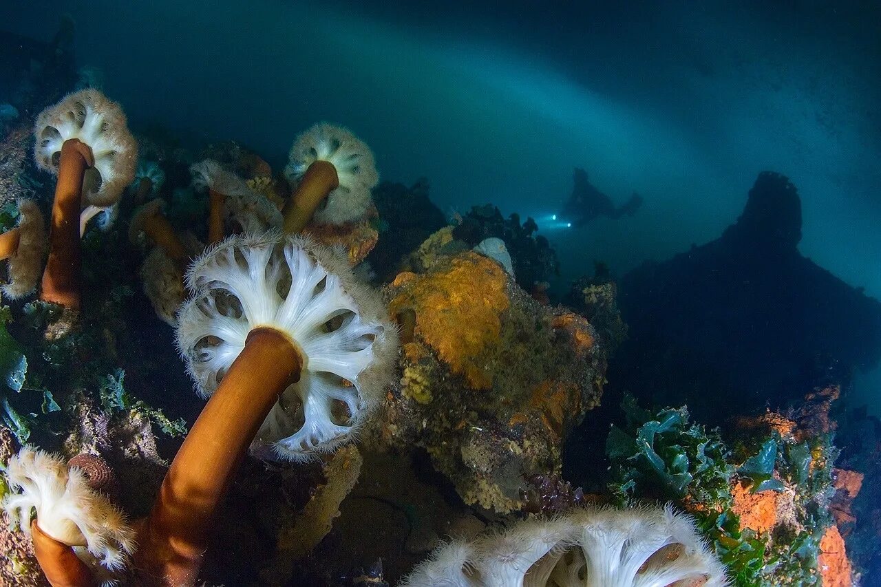 Псатирелла акватика. Подводные грибы. Ледяной гриб тремелла. Psathyrella aquatica гриб. Гриб тремелла фукусовидная.