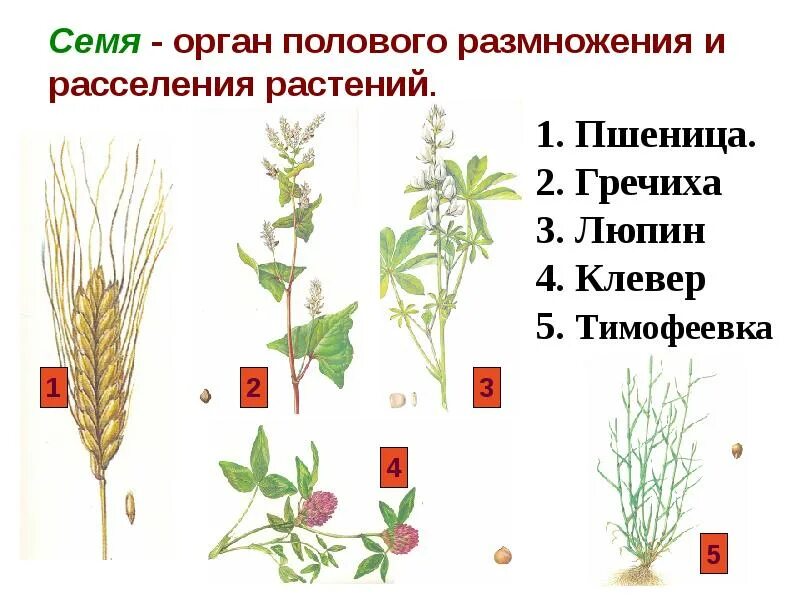 Выполняют функцию размножения. Семя орган полового размножения и расселения растений. размножение и расселение растений. размножение пшеницы. семя это орган размножения.