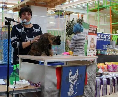 Выставка кошек омск