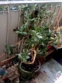 Денежное дерево уход опадают листья
