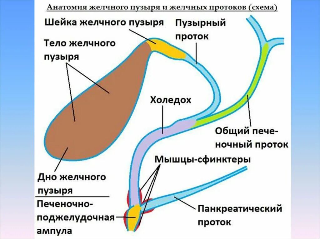 Желчный пузырь шейка тело