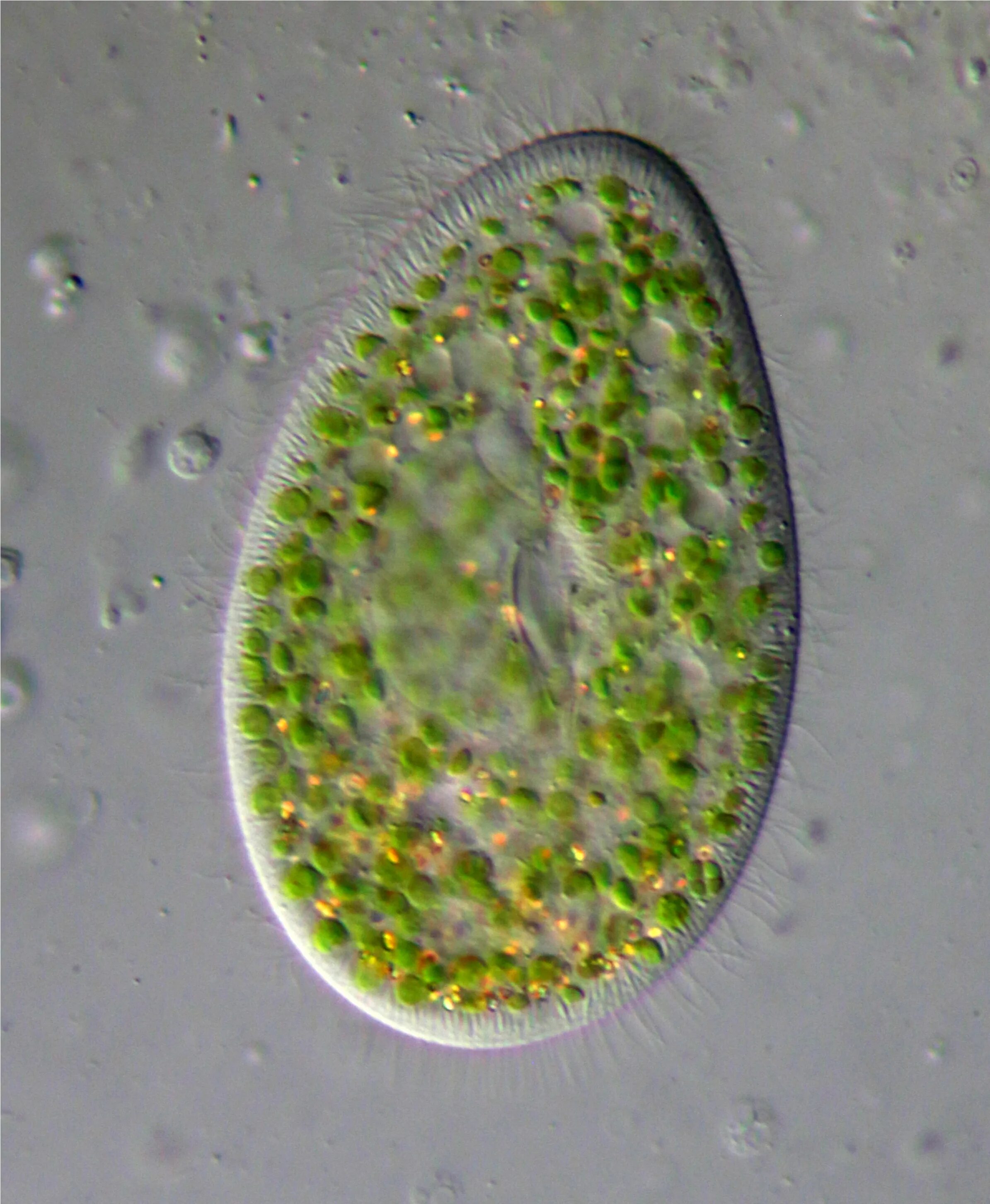 Инфузория Бурсария. Инфузория туфелька Бурсария. Инфузории Paramecium. Инфузория-туфелька протисты. Самое крупное простейшее