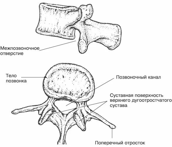 Тело позвонка размер. Межпозвоночное отверстие позвонка. Задняя поверхность тела позвонка. Межпозвоночное отверстие и позвоночное отверстие. Межпозвоночное отверстие анатомия.