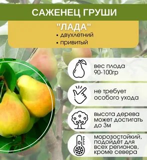Груша чижовская описание отзывы садоводов урожайность характеристика
