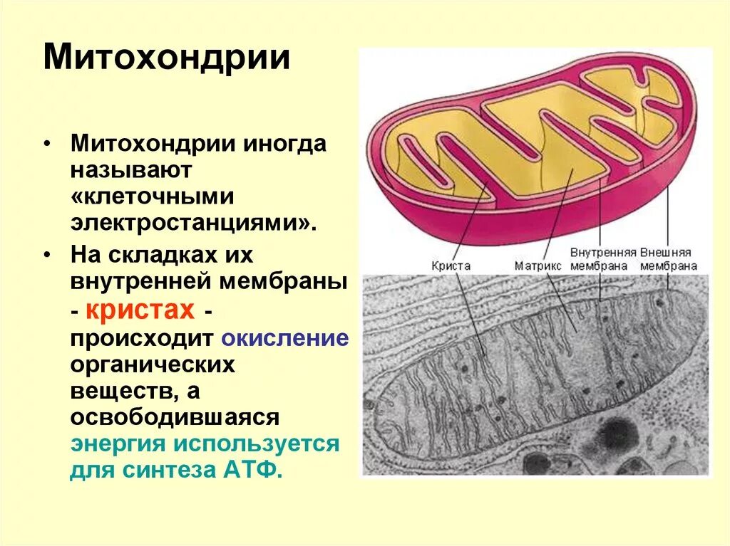 Строение митохондрии растительной клетки. Структура клетки митохондрии. Мембрана митохондрий. Митохондрия микротрубочка хлоропласт