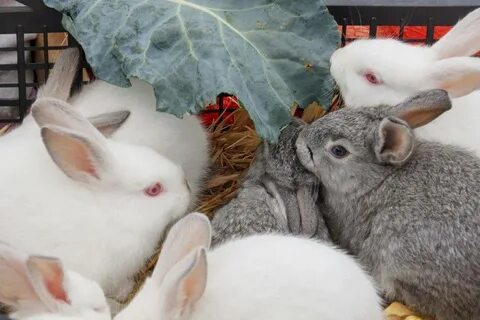 Чем кормить кормящую крольчиху весной