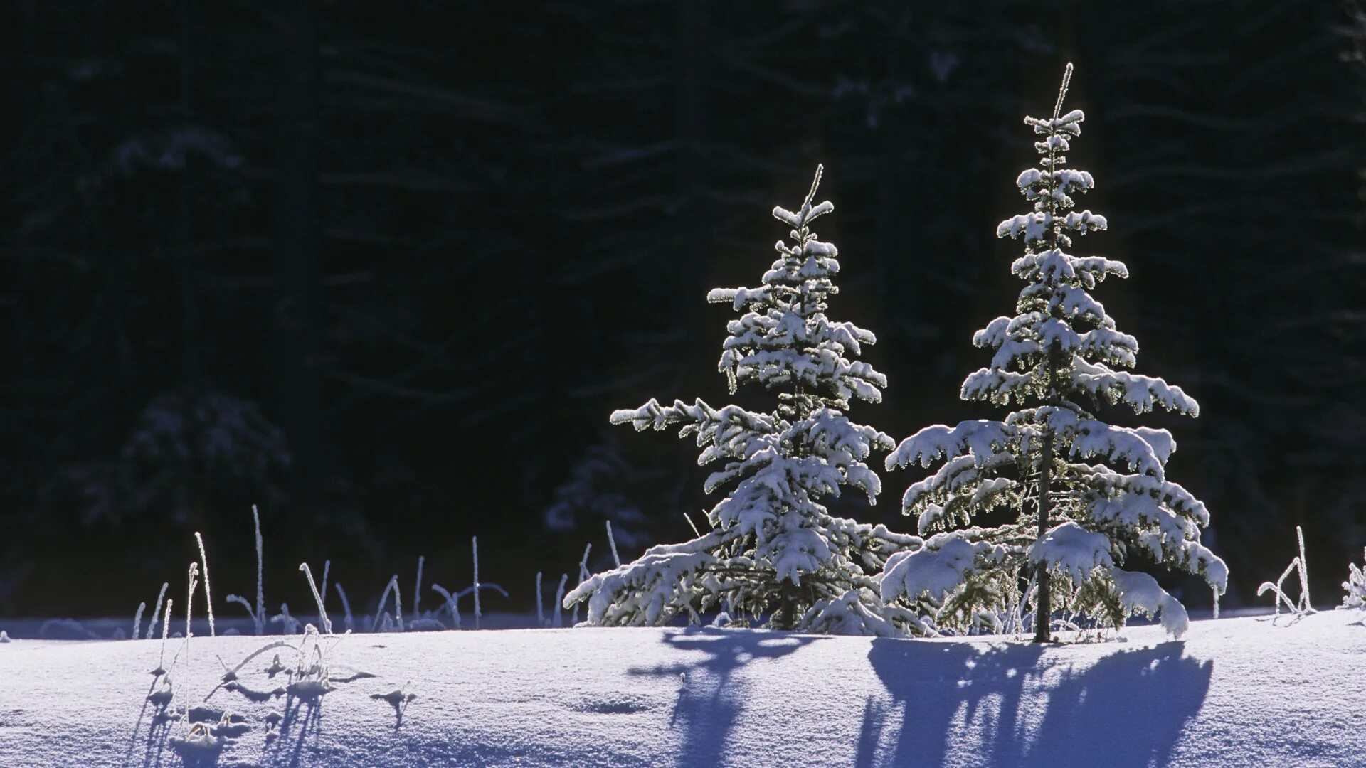 Снежная елка в лесу. Елка в снегу. Ель в природе. Елка зимой. Елки сугробы