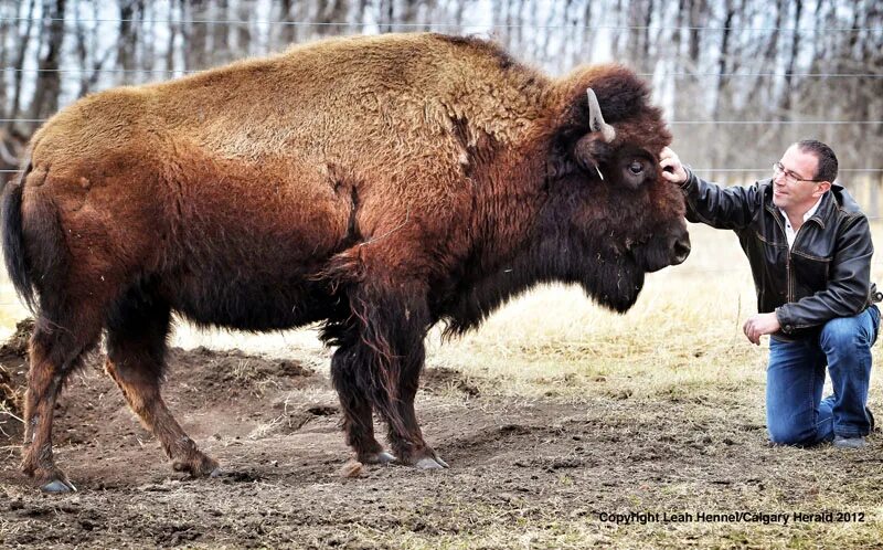 Бизон с безруковым. Bison latifrons самый большой Бизон. Бизон Людиново. ЗУБР И человек. Бизон и человек.