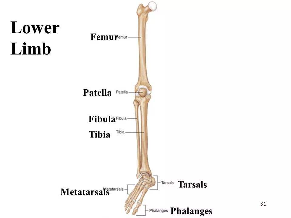 Lower Limb. Skeleton of the lower Limb. Lower Limb Bones. Muscles and Bones of lower Limb. Page 84