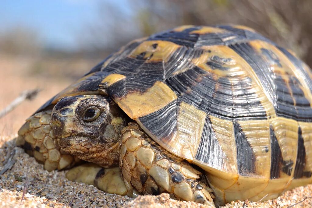 Посмотрим черепахи. Testudo Graeca. Testudo Graeca Nabeulensis. Testudo kleinmanni. Греческая черепаха.