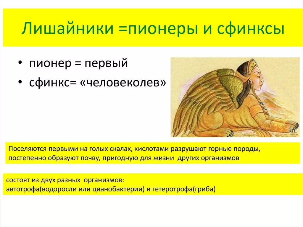 Лишайники сфинксы. . Почему лишайники называют сфинксами и пионерами природы?. Человеколев.