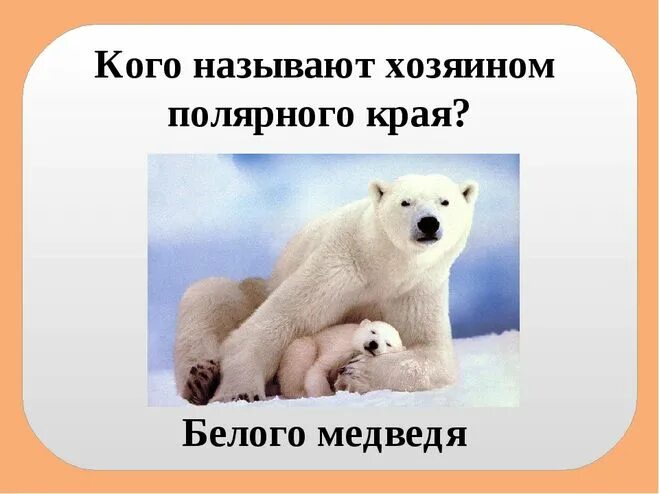 Доклад от южной до полярного края. Вопросы про белого медведя. Хозяин полярного края. Полярный край белые медведи.