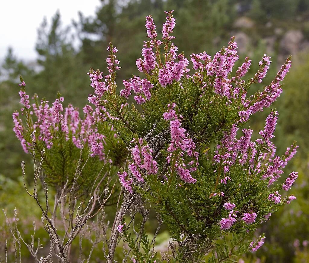 Горный полукустарник 8 букв. Вереск обыкновенный (Calluna vulgaris). Вереск бадблюмерс. Вереск обыкновенный Марлис. Вереск обыкновенный верещатники.