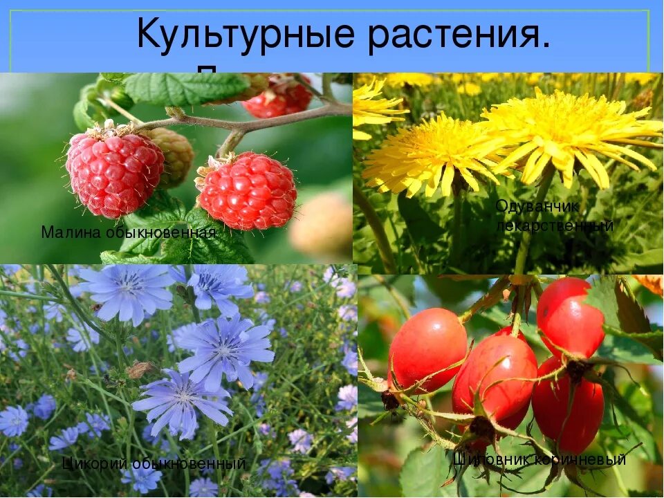 2 примера культурных растений. Культурные растения. Культурные культурные растения. Культурно растущие растения. Культурные растения цветы.