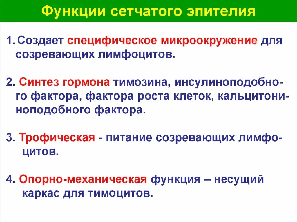 Функции сетчатого слоя. Ретикулярные клетки функции. синтез гормона тимозина. функции тимозина. тимозин функции гормона.