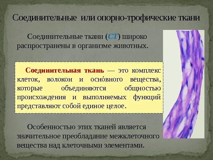 Строение опорных тканей. Классификация соединительной ткани опорно-трофическая. опорно трофические ткани функции. опорно трофические ткани строение. трофическая соединительная ткань.