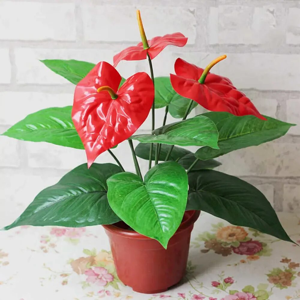 Anthurium Red Success. Bright Red large flowering potanthurium for small potsize