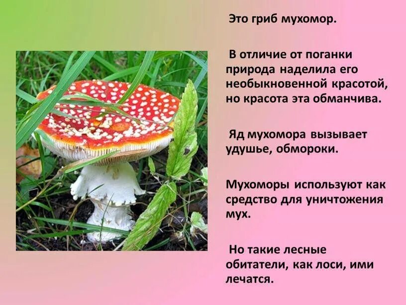 Съедобен ли человек