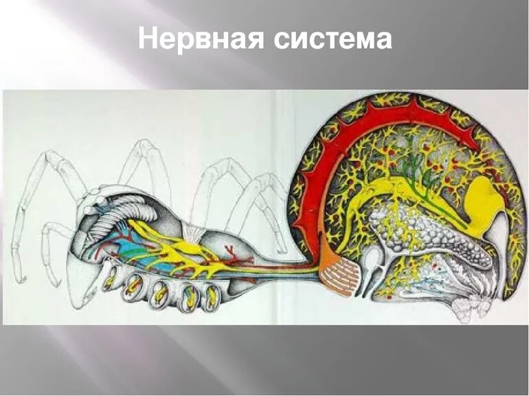 Тип нервной системы у паукообразных. Нерв система паукообразных. мускулатура паукообразных. нервная система и органы чувств паукообразных. головной мозг паукообразных.