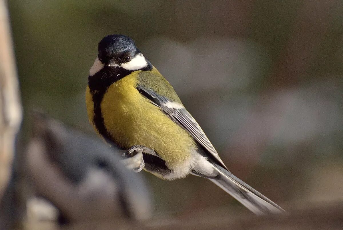 Большая синица Parus Major. Синица лазоревка. Синичка лазоревка. Птички синички и лазоревки.