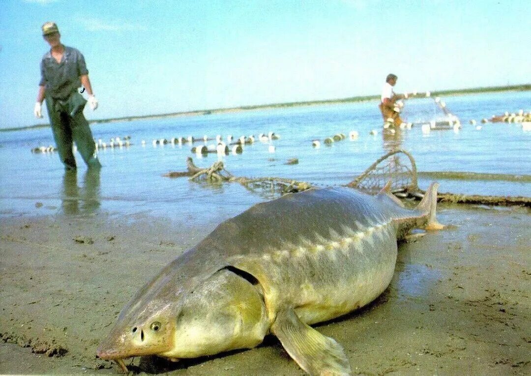 Амурская Калуга рыба. Калуга, Пресноводная рыба рода белуг,. Какая рыба водится в каспийском