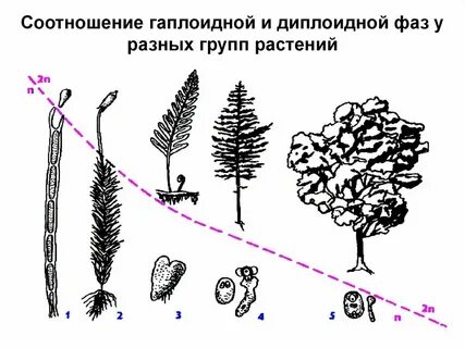 Гаплоидное поколение хвощей