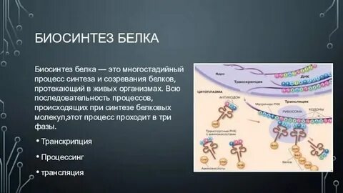 Белки не синтезирующиеся в организме называются