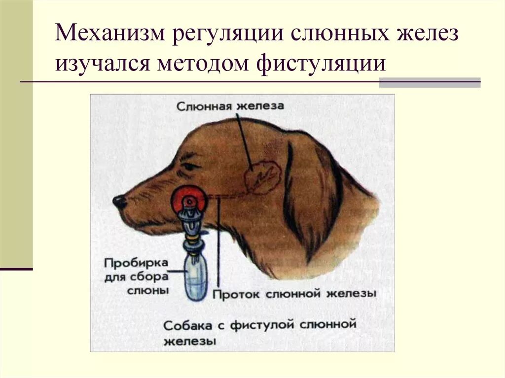 Регуляция слюноотделения опыты Павлова. Опыт Павлова регуляция пищеварения. Собака с фистулой слюнной железы. Исследование слюнных желез Павлов.