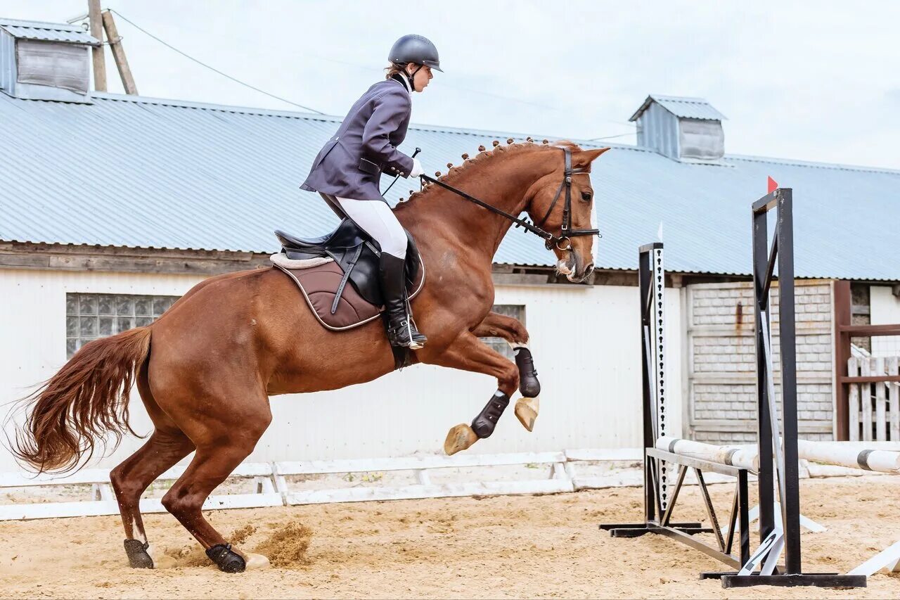 Хорс конный клуб. Паньково Орловская область конюшня. Holy Horse Орел. КСК Holy Horse. Орловские конюшни.