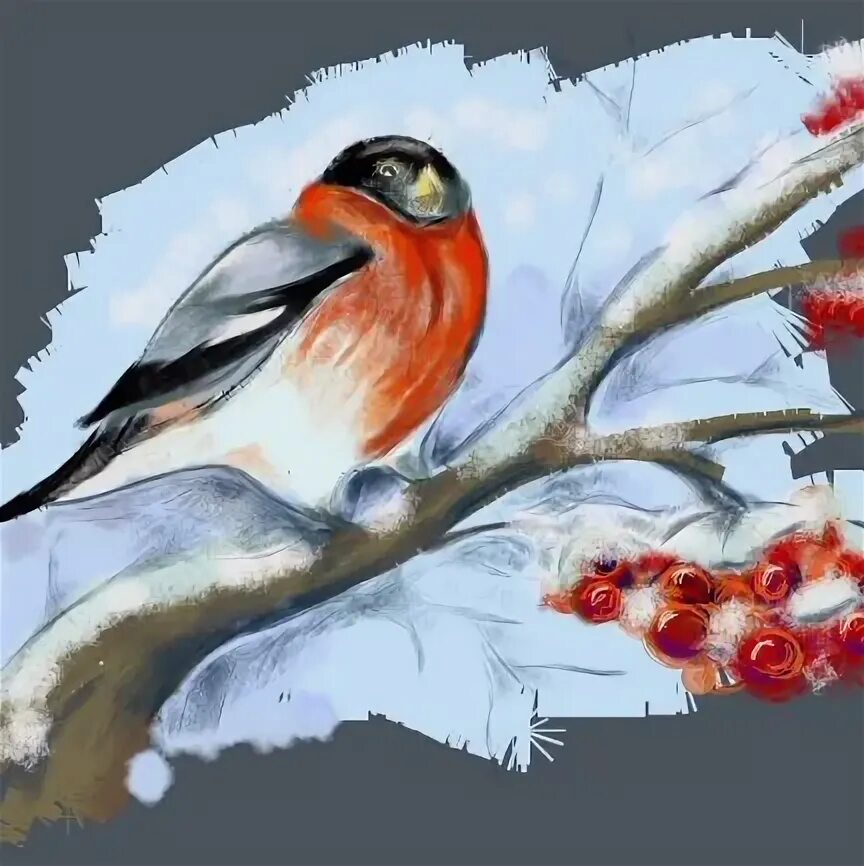 Снегирь картинка. Лесной снегирь. Снегирь 5 2. Красногрудый дрозд зимой. Снегирь.
