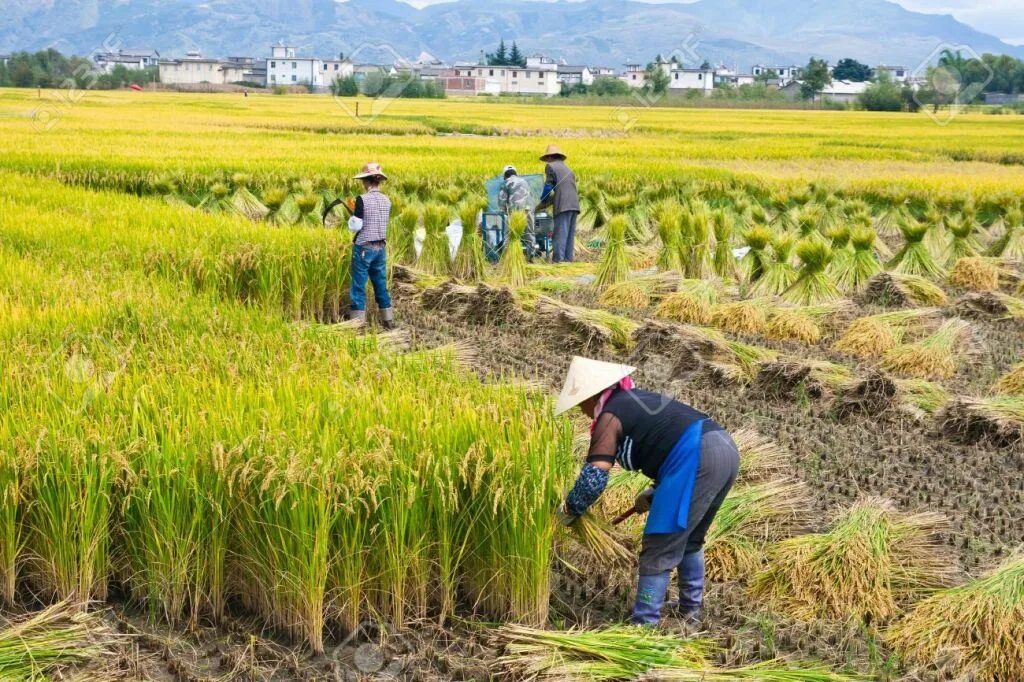 Национальный этнический состав населения китая. Хозяйство китая презентация. Вьетнам чайные плантации. Ведущие отрасли сельского хозяйства китая. Чай растет.