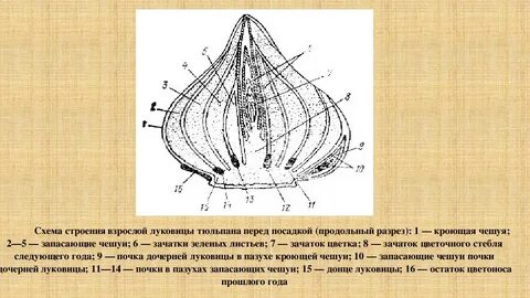 Луковица строение
