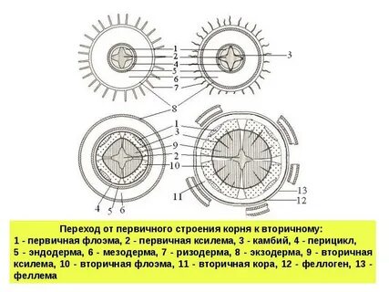 Вторичное строение корня